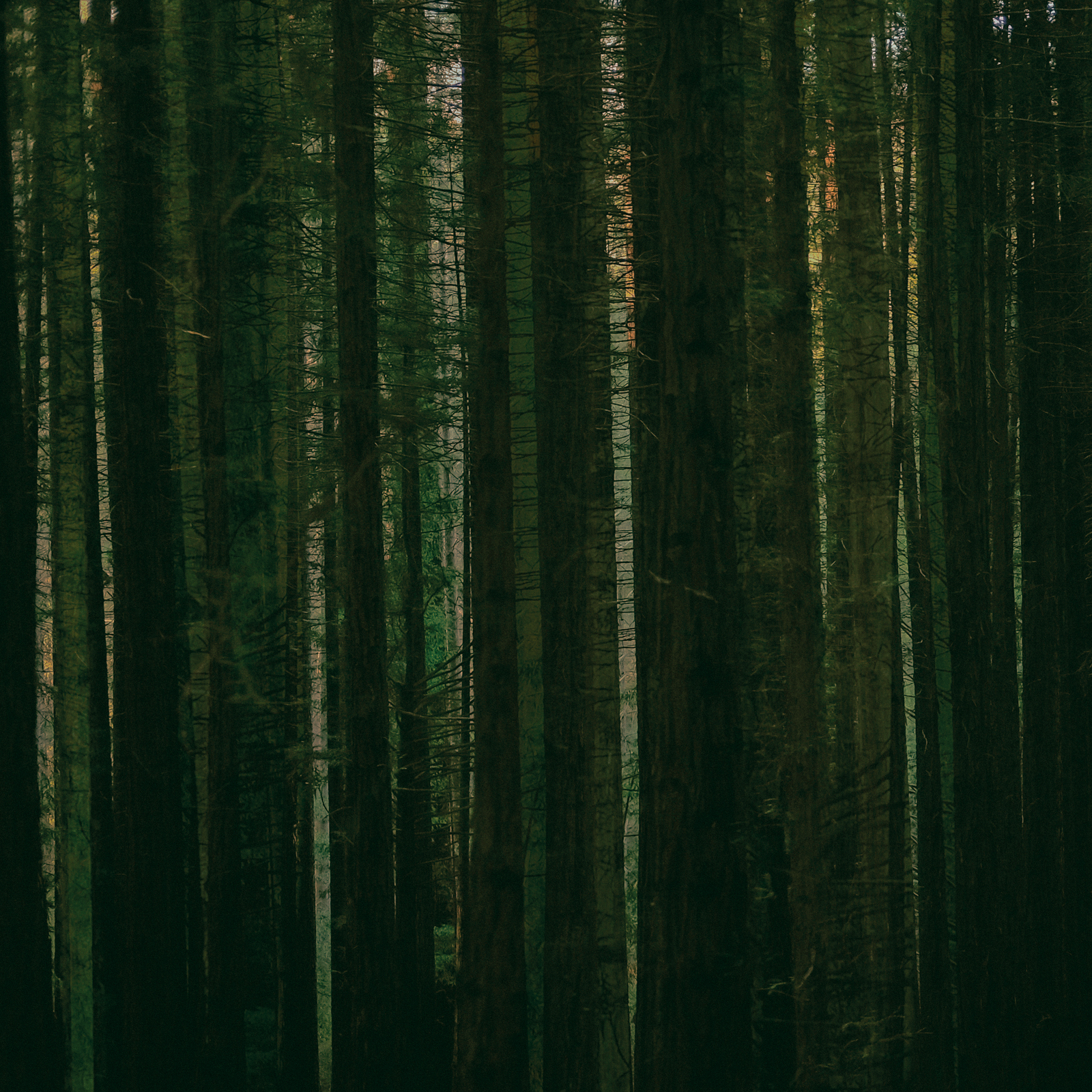 Picture of Paper Kites - Evergreen