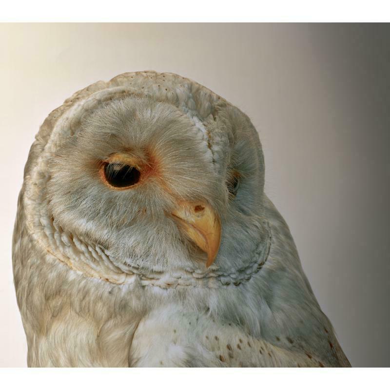 Picture of Aidan O'Rourke - 365: Volume 1