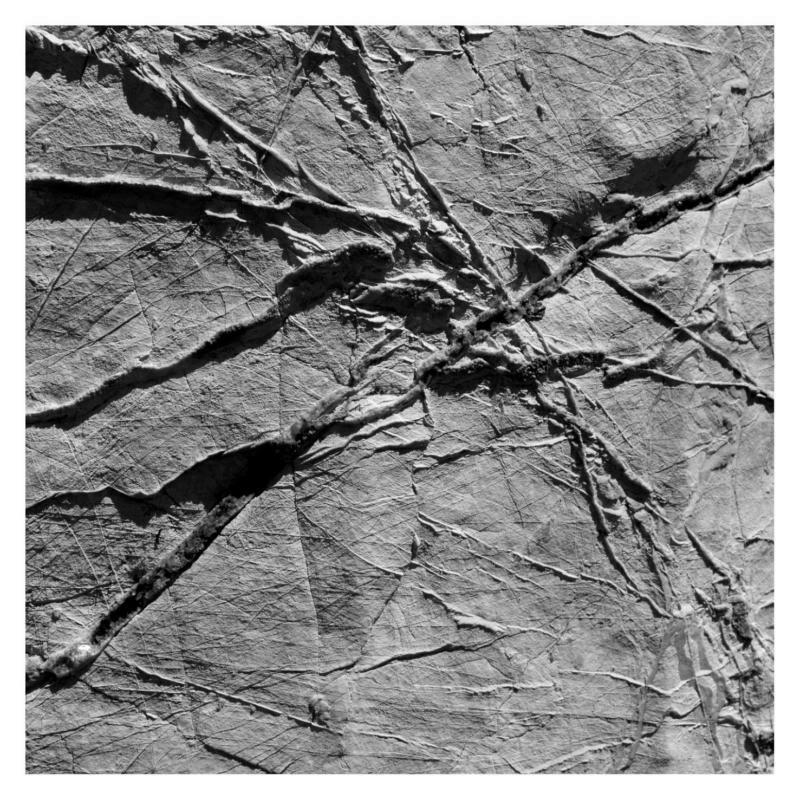 Picture of AGF & Various - Arachnesound