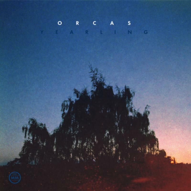Picture of Orcas - Yearling