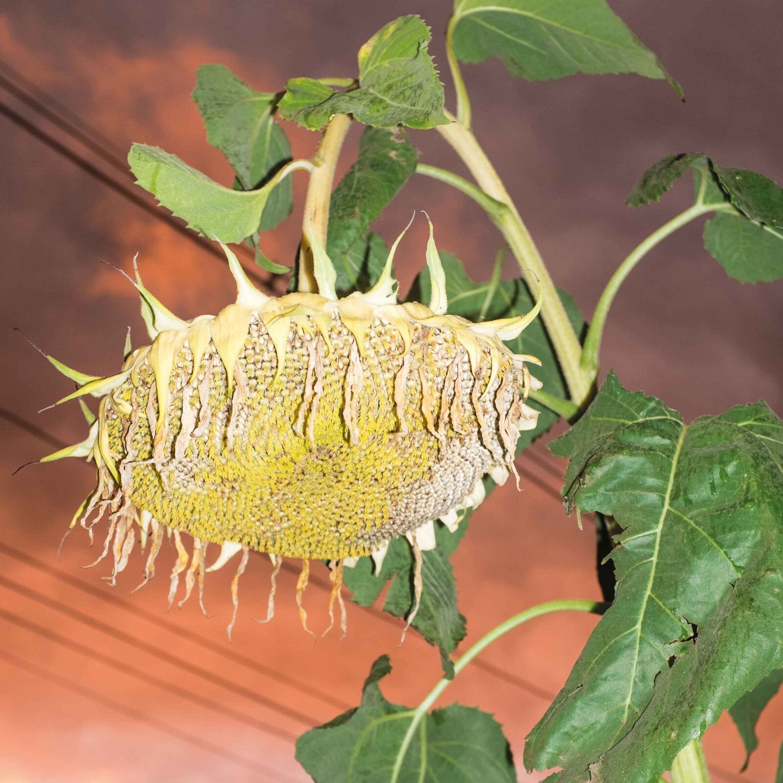 Picture of Phatness - Fillerkiller