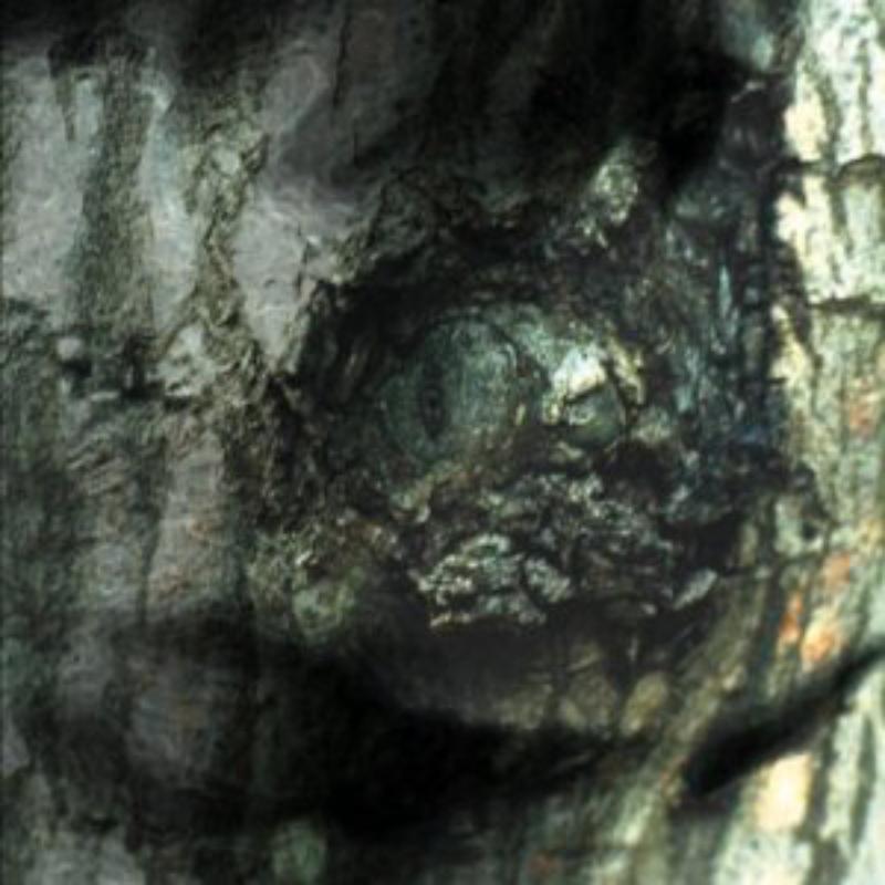 Picture of Yann Tiersen - The Waltz Of The Monsters