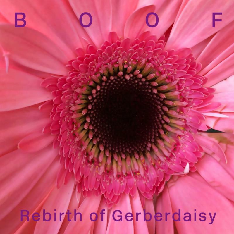 Picture of Boof - Rebirth of Gerberdaisy
