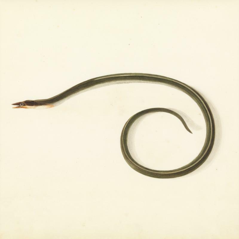 Picture of Desaccord Majeur - Sunquake