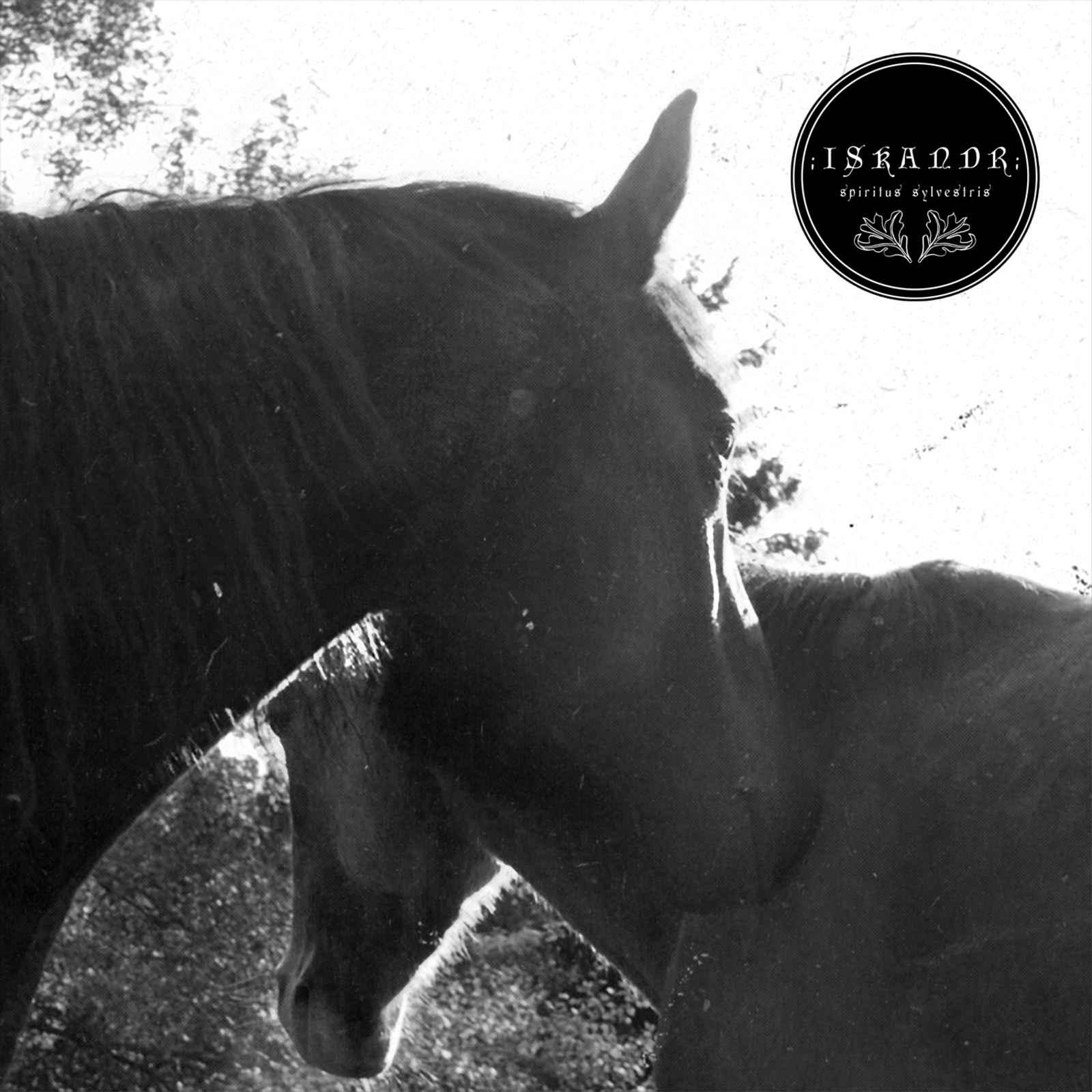 Picture of Iskandr - Spiritus Sylvestris