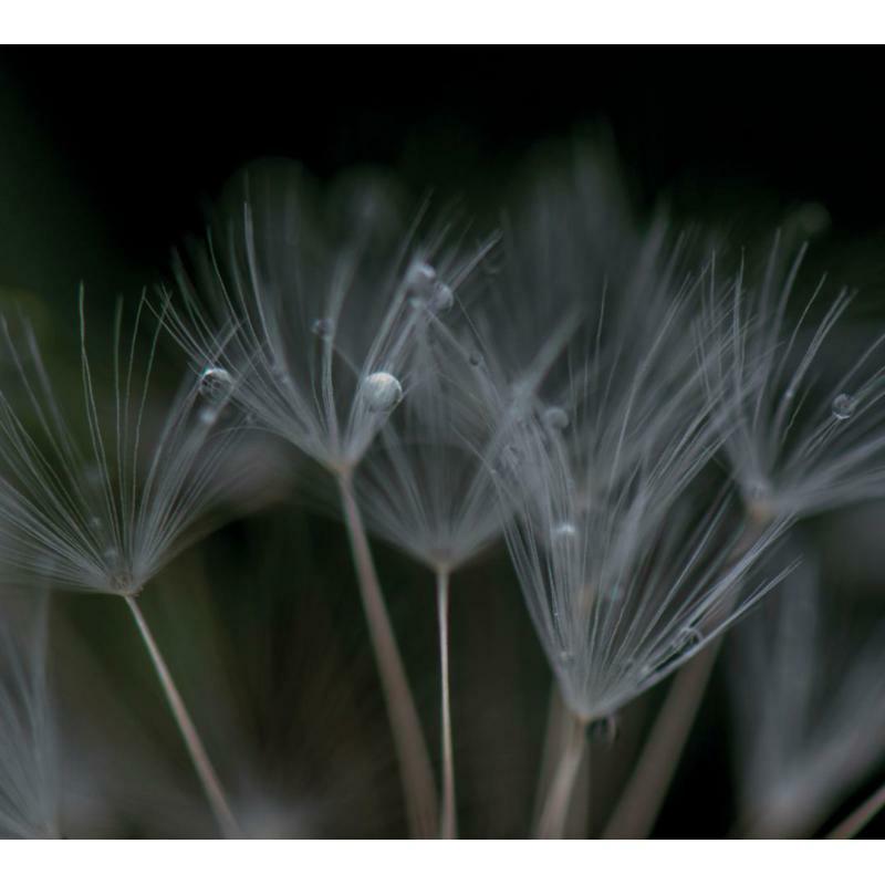 Picture of Ian Boddy - Nevermore