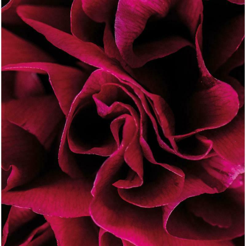 Picture of Ian Boddy - Coil