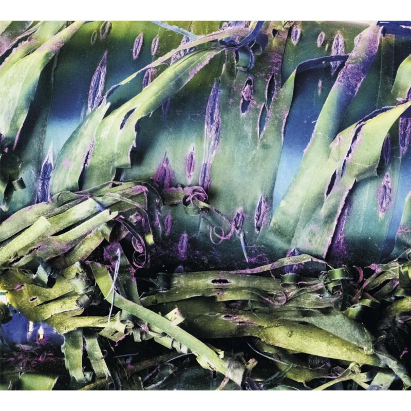 Picture of Polypores - Multizonal Mindscramble