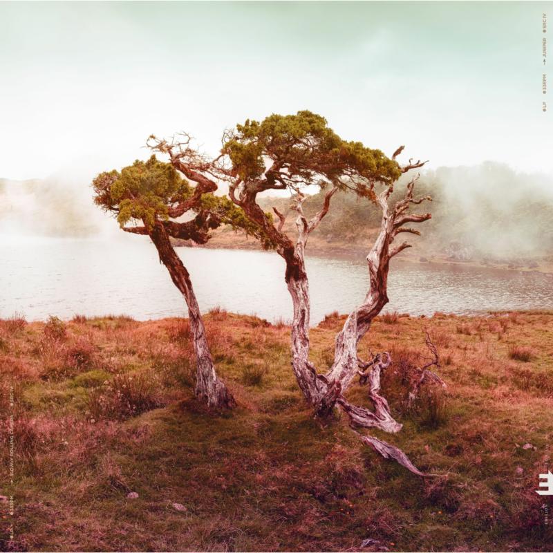 Picture of Slowly Rolling Camera - Juniper