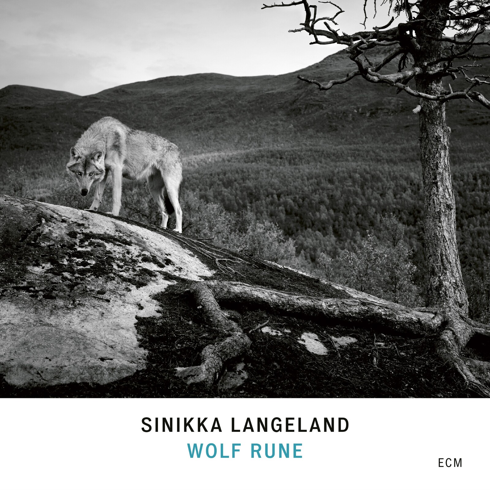 Picture of Sinikka Langeland - Wolf Rune