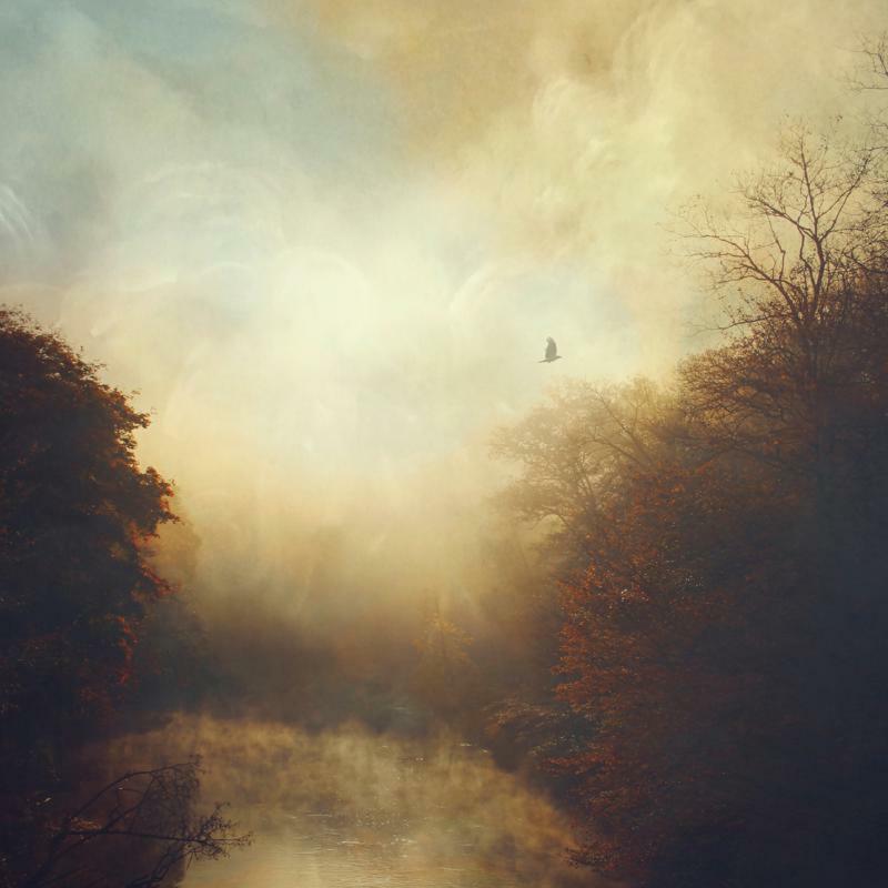 Picture of Stray Theories - This Light