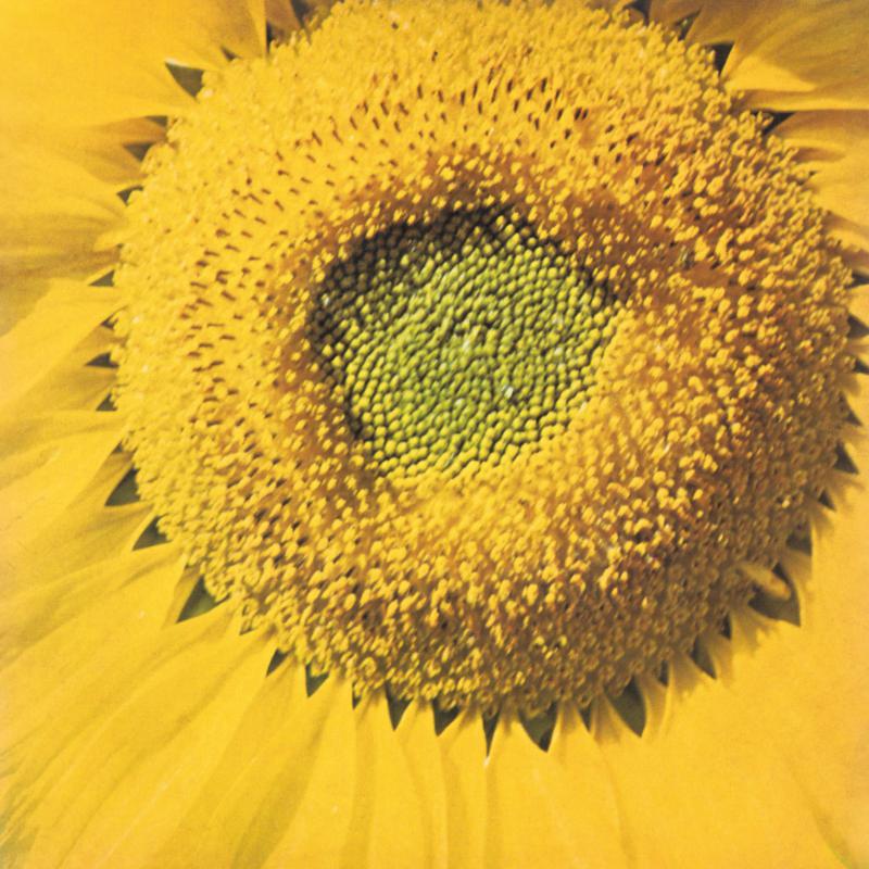 Picture of Marcos Valle - Girassol