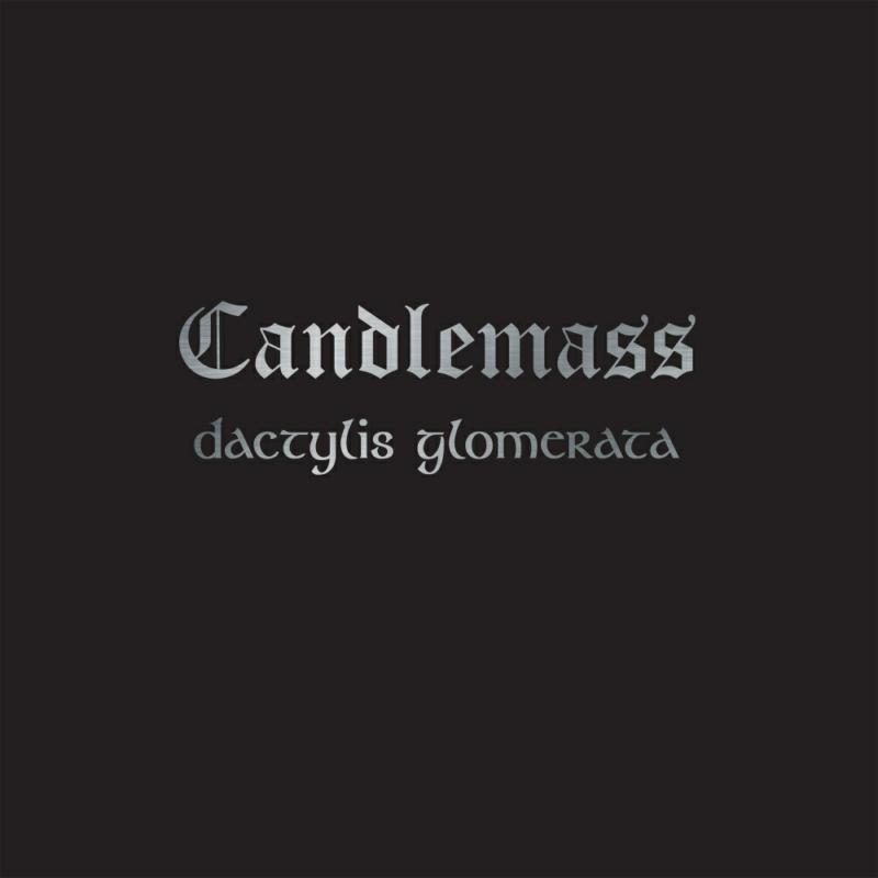 Picture of Candlemass - Dactylis Glomerata