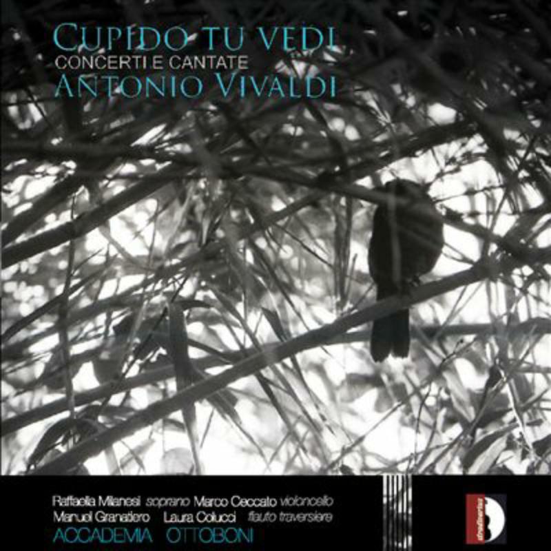 Picture of Accademia Ottoboni - VivaldI: Cupido tu vedi