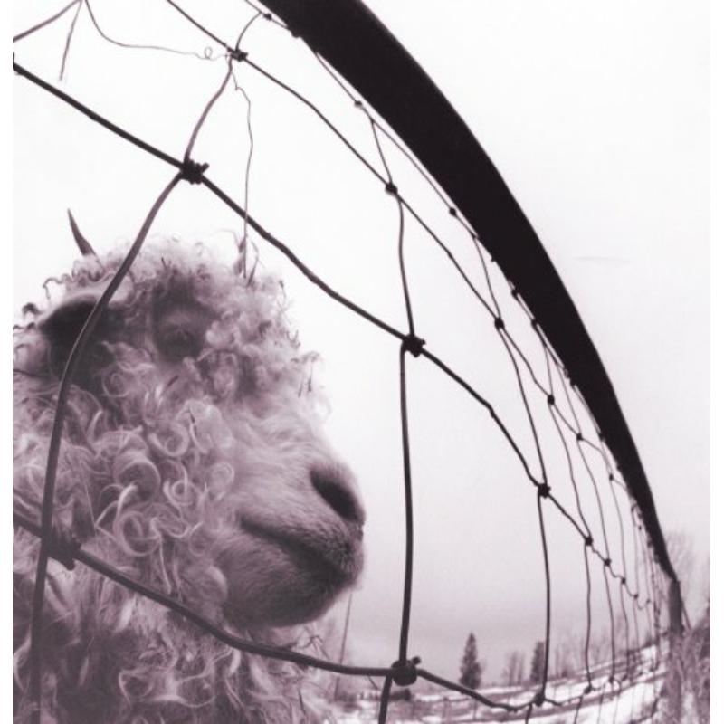 Picture of Pearl Jam - Vs.