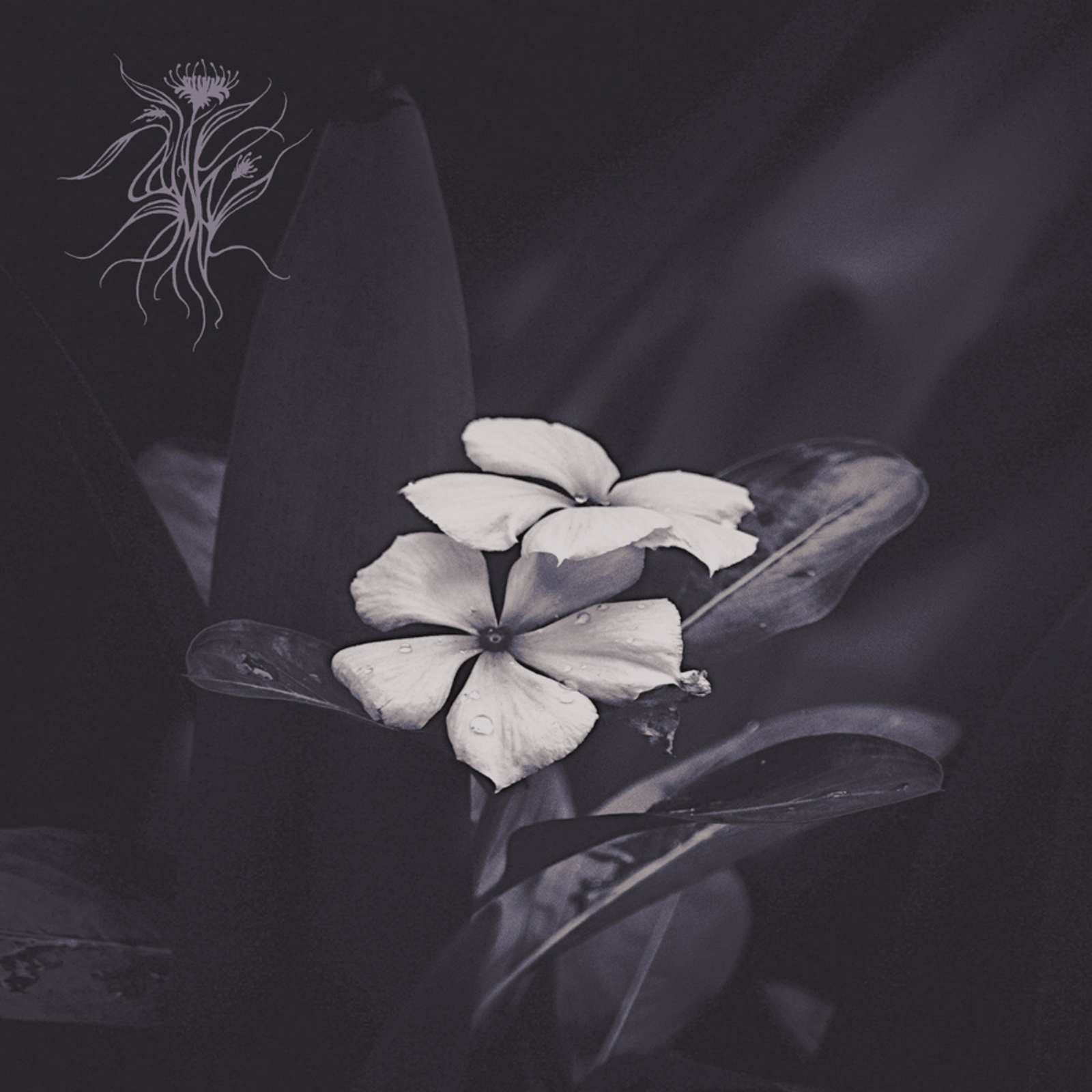 Picture of Saasil - Ephemeral