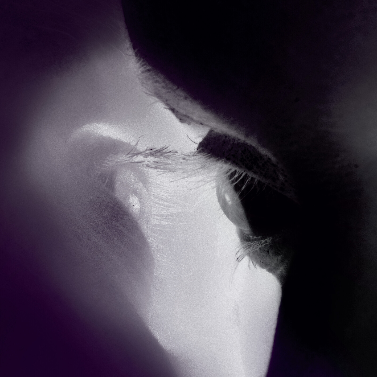 Picture of ROR - ROR: AUGA