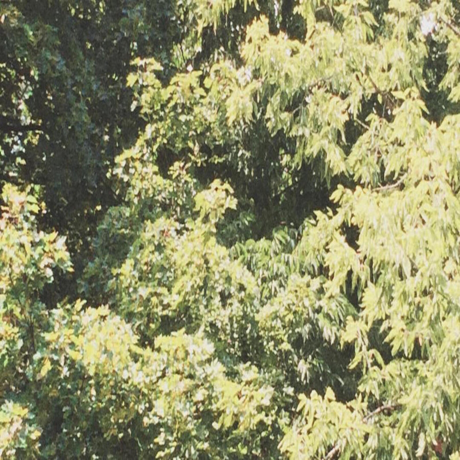 Picture of Sadness - Circle of Veins