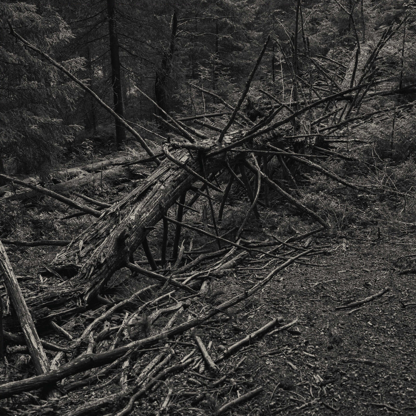 Picture of Sult - Always I Gnaw