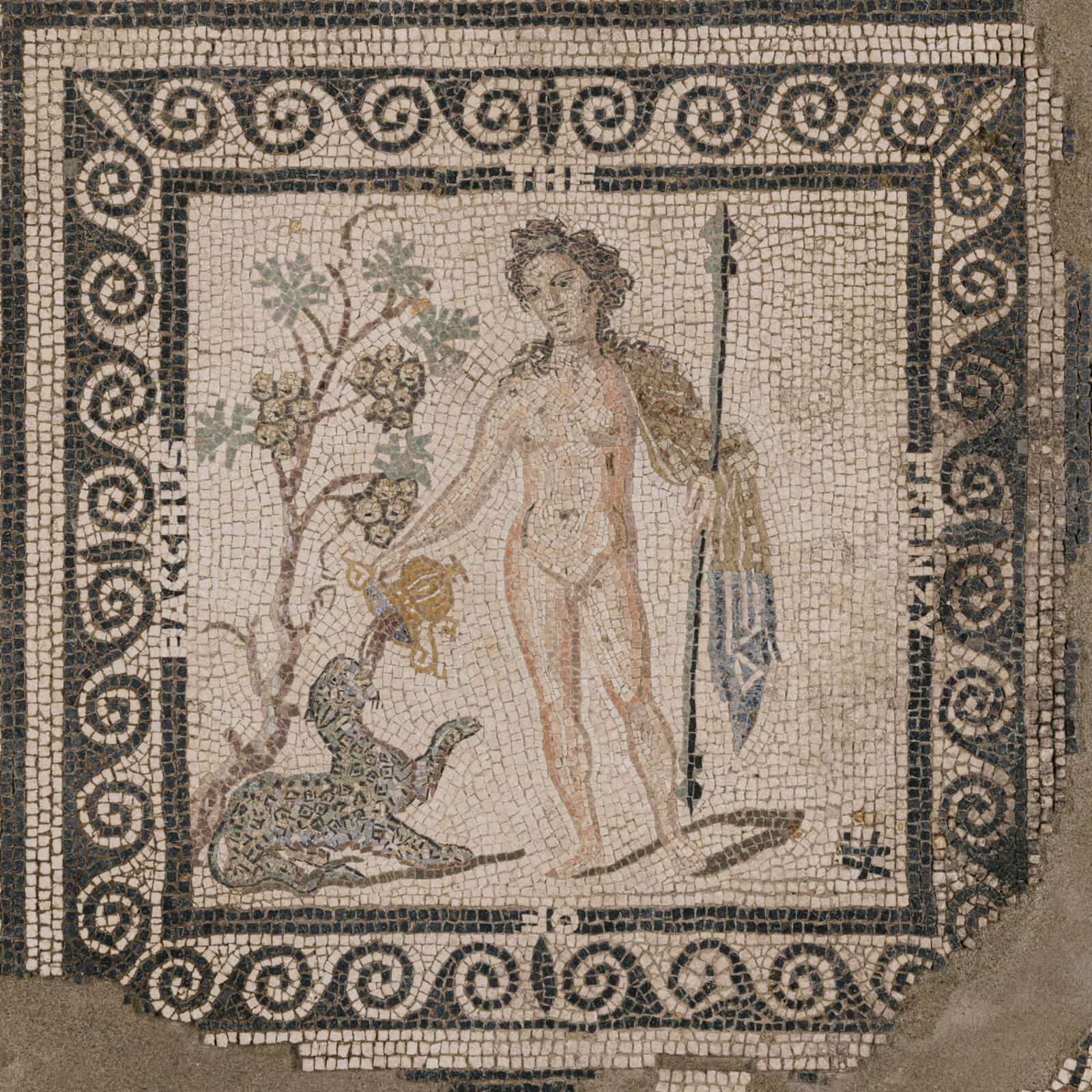 Picture of ASM - The Frenzy of Bacchus