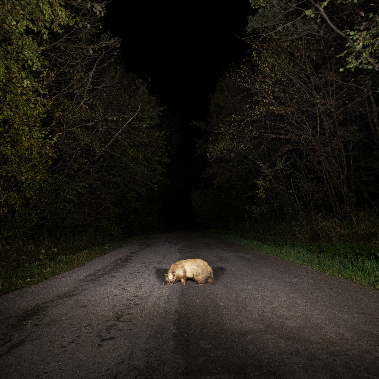 Picture of Stonks - Badger