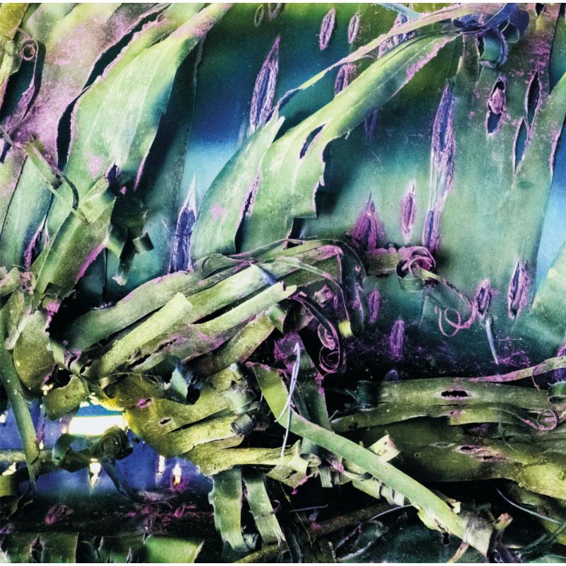 Picture of Polypores - Multizonal Mindscramble