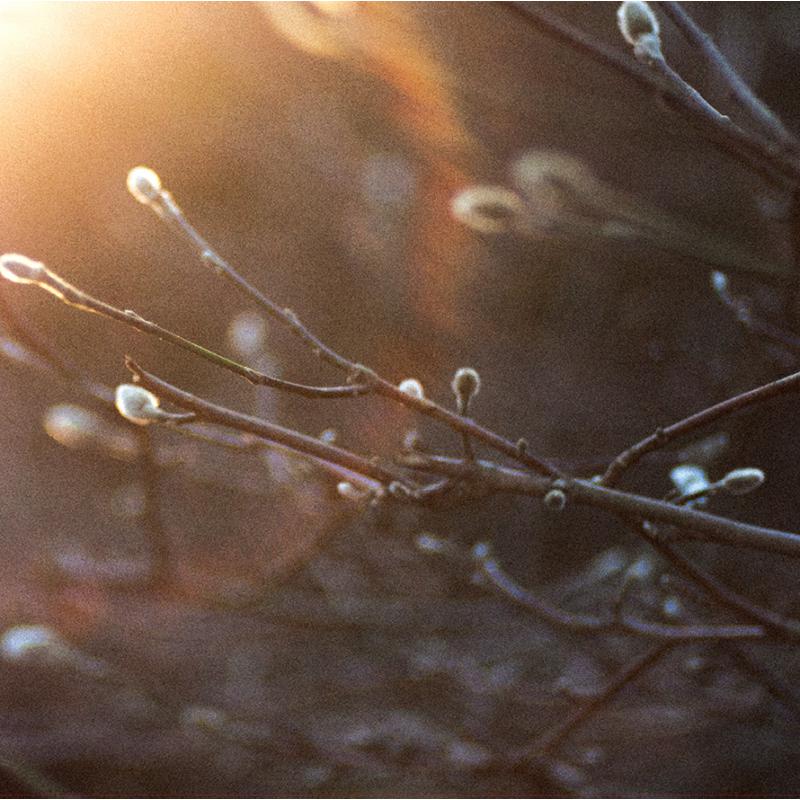 Picture of The Aries Project - English Ghosts