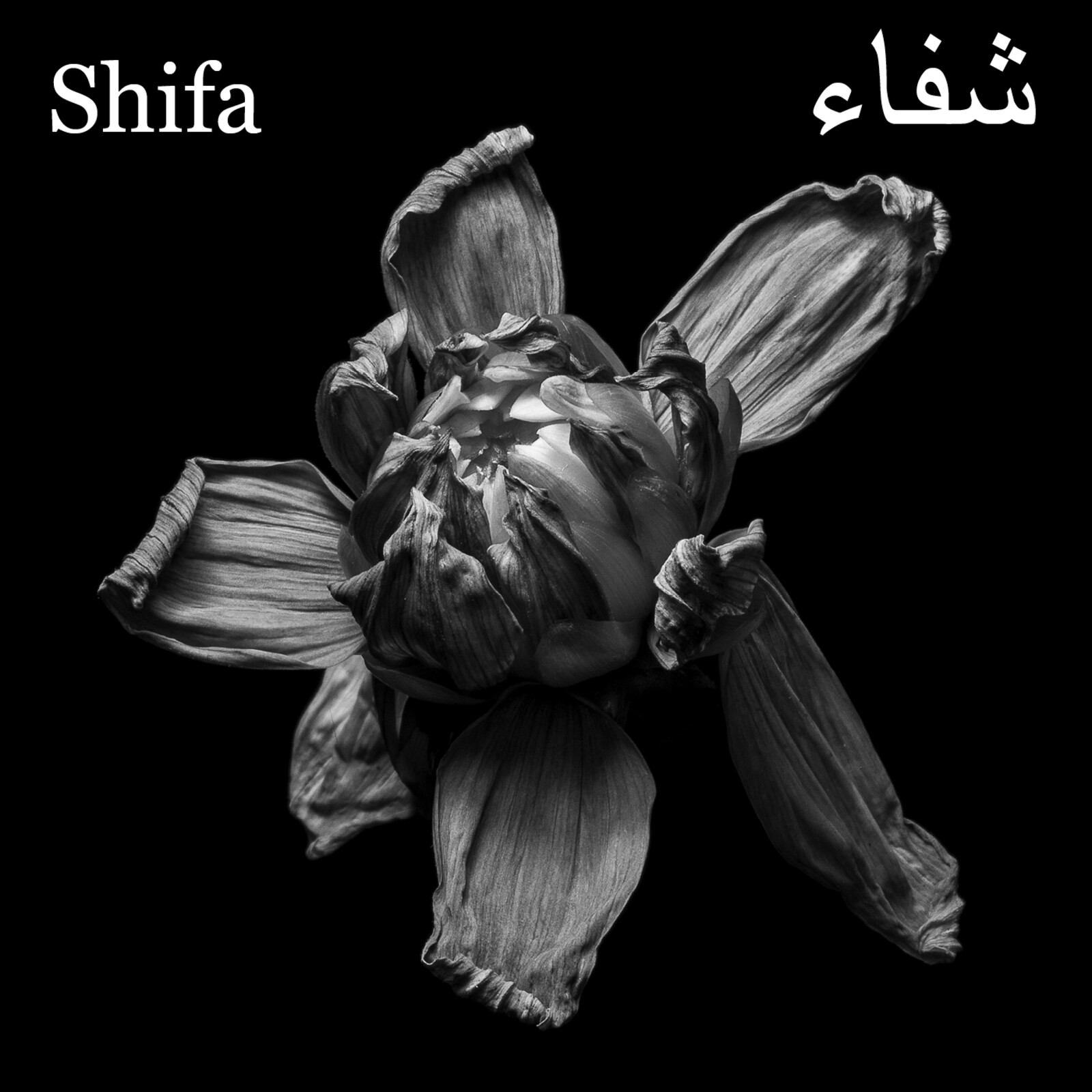Picture of Shifa - Ecliptic
