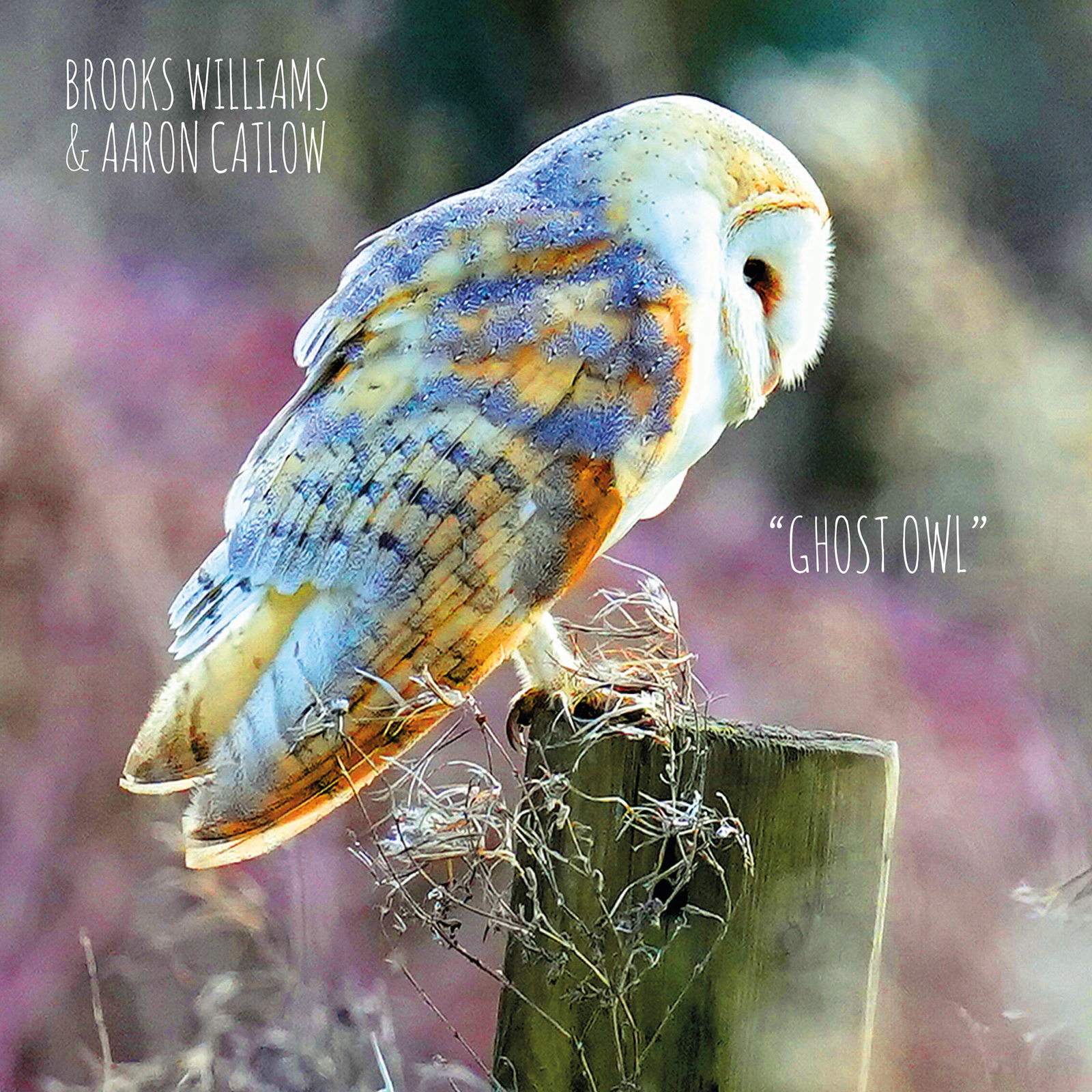 Picture of Brooks Williams & Aaron Catlow - Ghost Owl