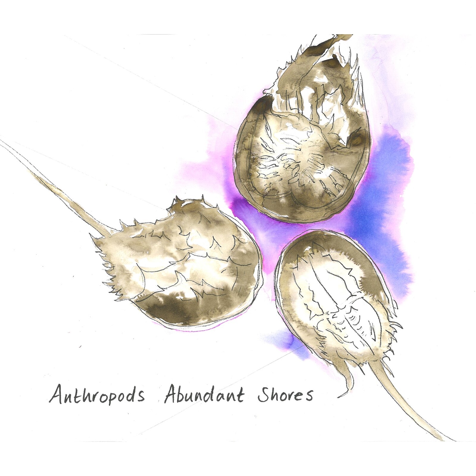 Picture of Anthropods - Abundant Shores