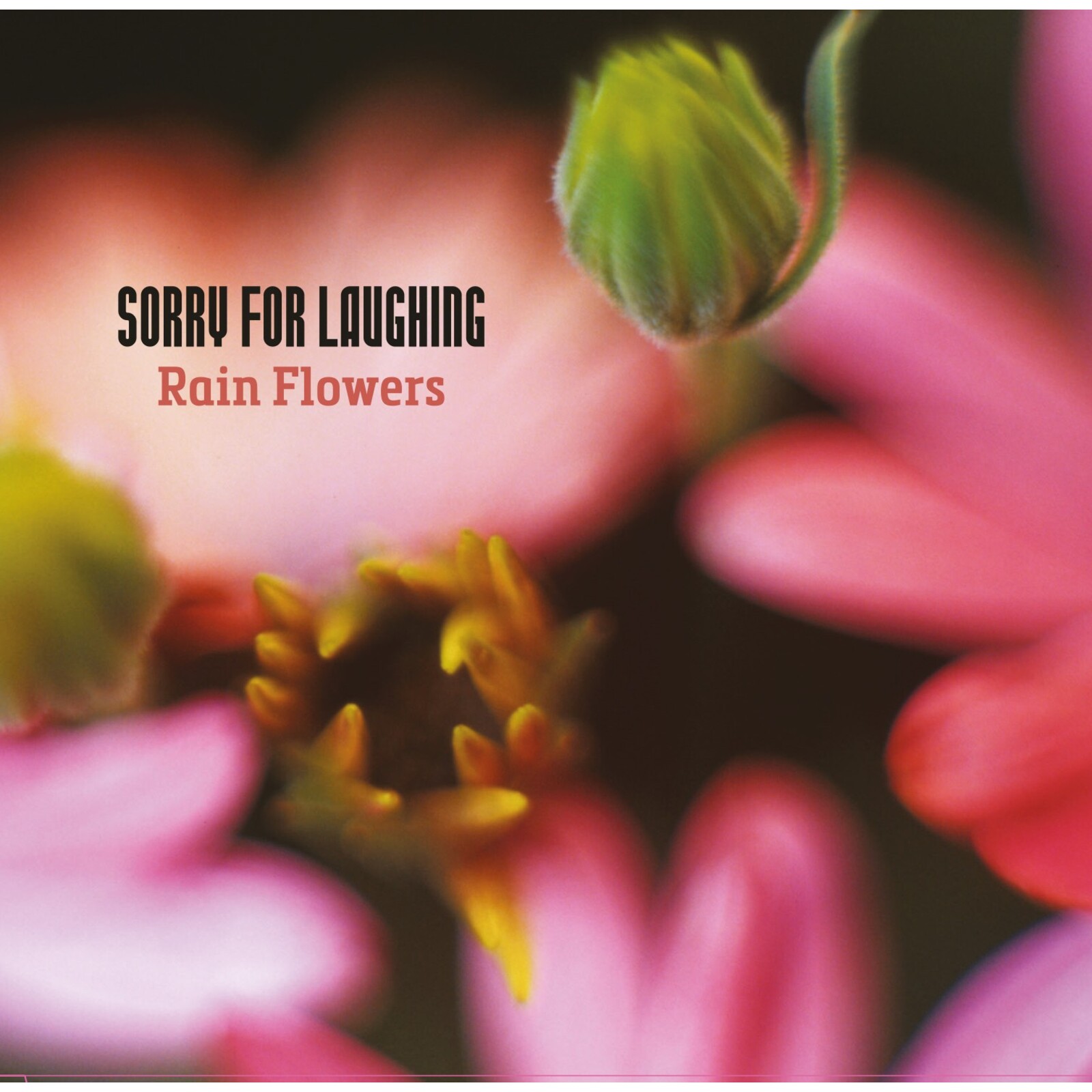 Picture of Sorry For Laughing - Rain Flowers