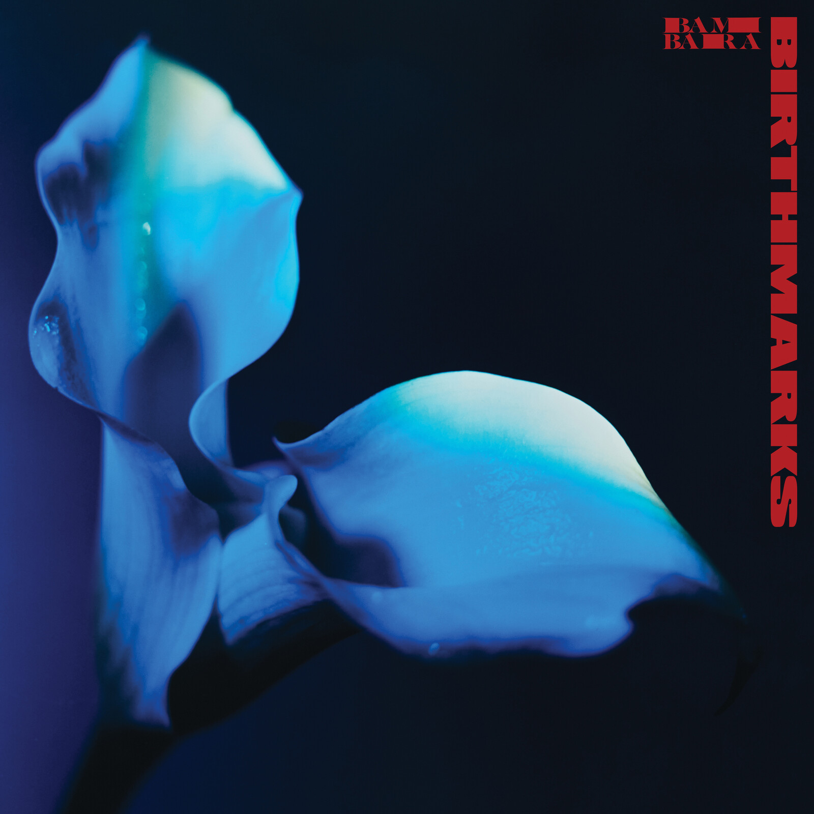 Picture of Bambara - Birthmarks