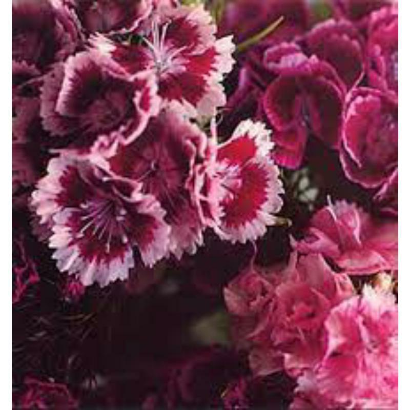 Picture of Biff Bang Pow - The Girl Who Runs The Beat Hotel