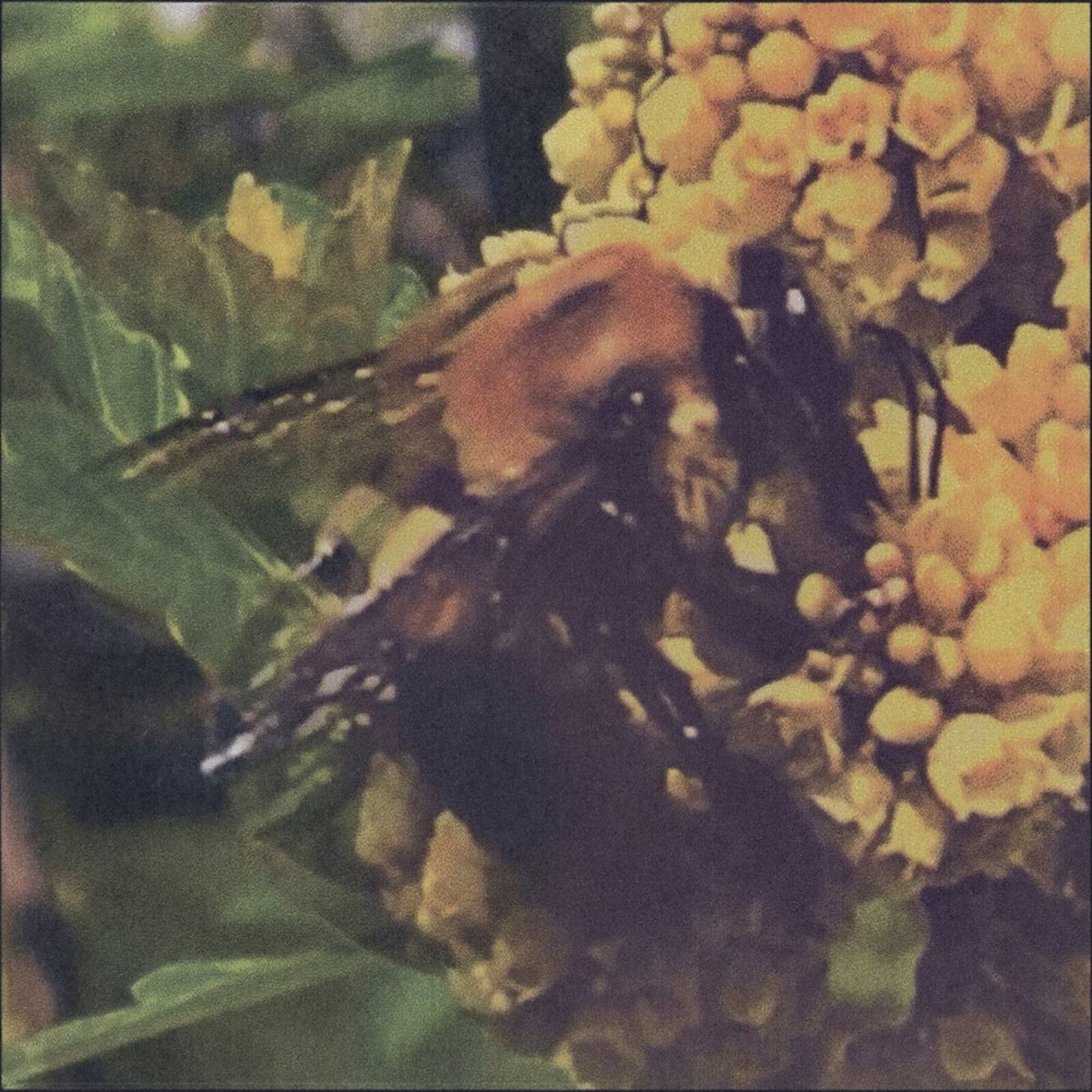 Picture of Broncho - Natural Pleasure (Translucent Green Vinyl)