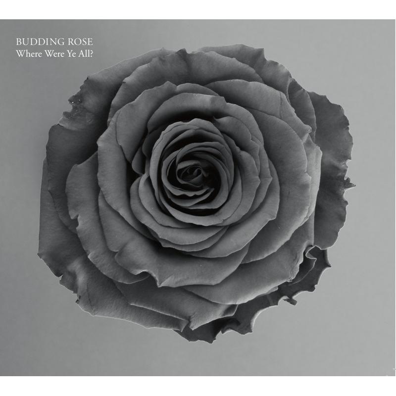 Picture of Budding Rose - Where Were Ye All