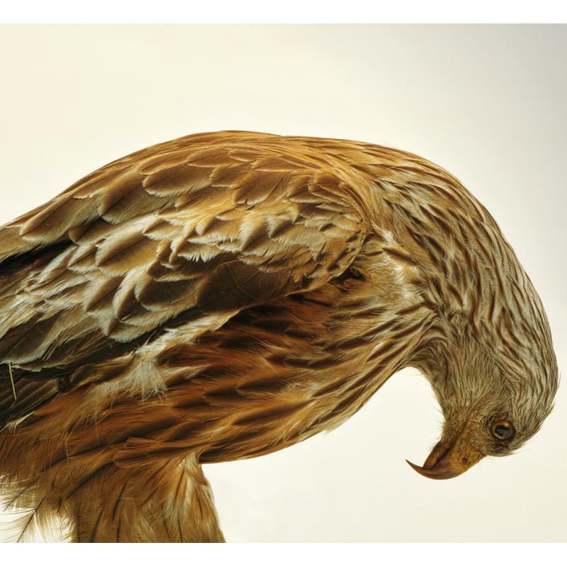 Picture of Aidan O'Rourke - The Best Of 365 (2CD)