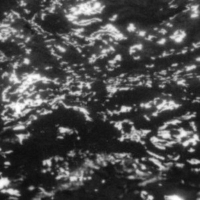 Picture of Grouper - A I A