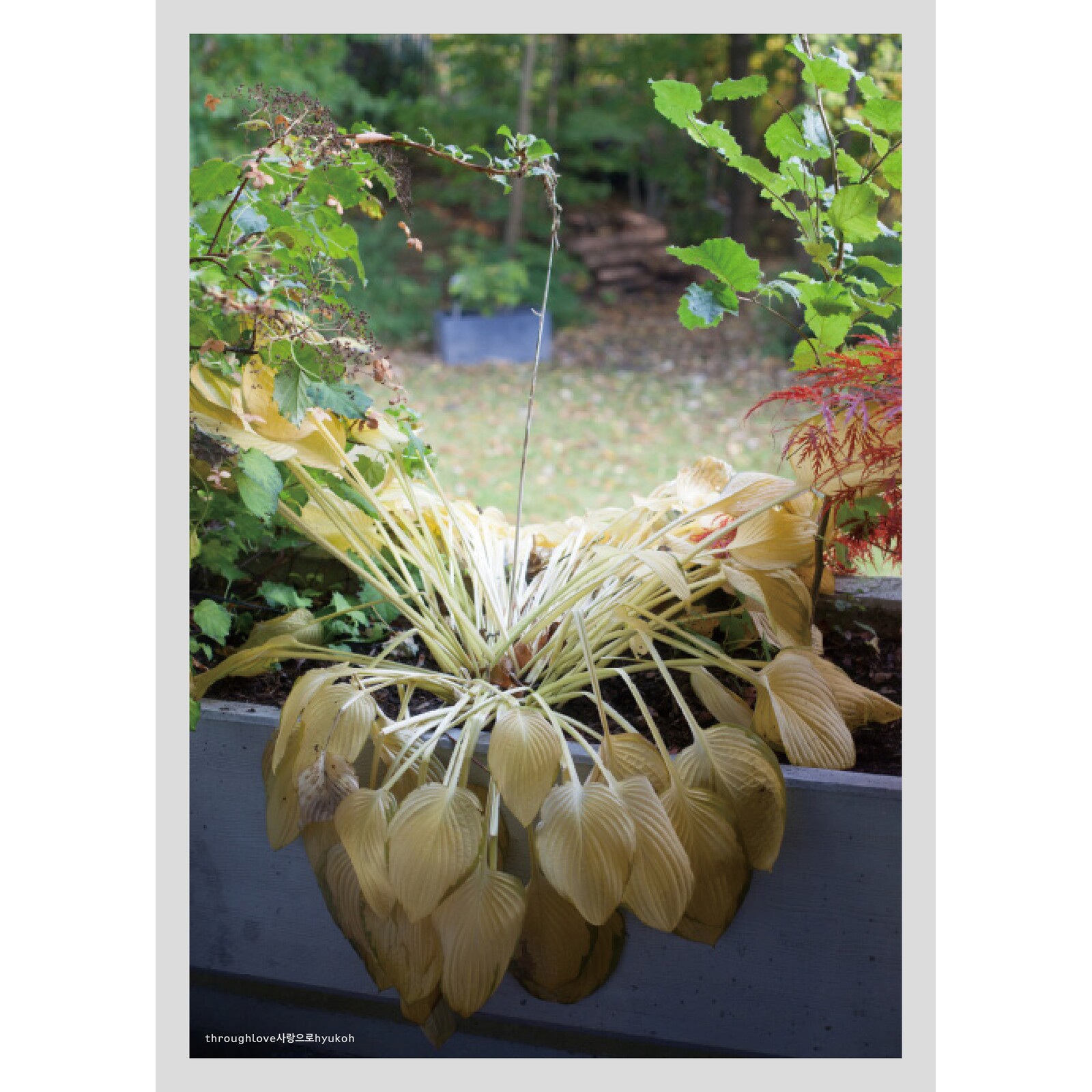 Picture of Hyukoh - Through Love