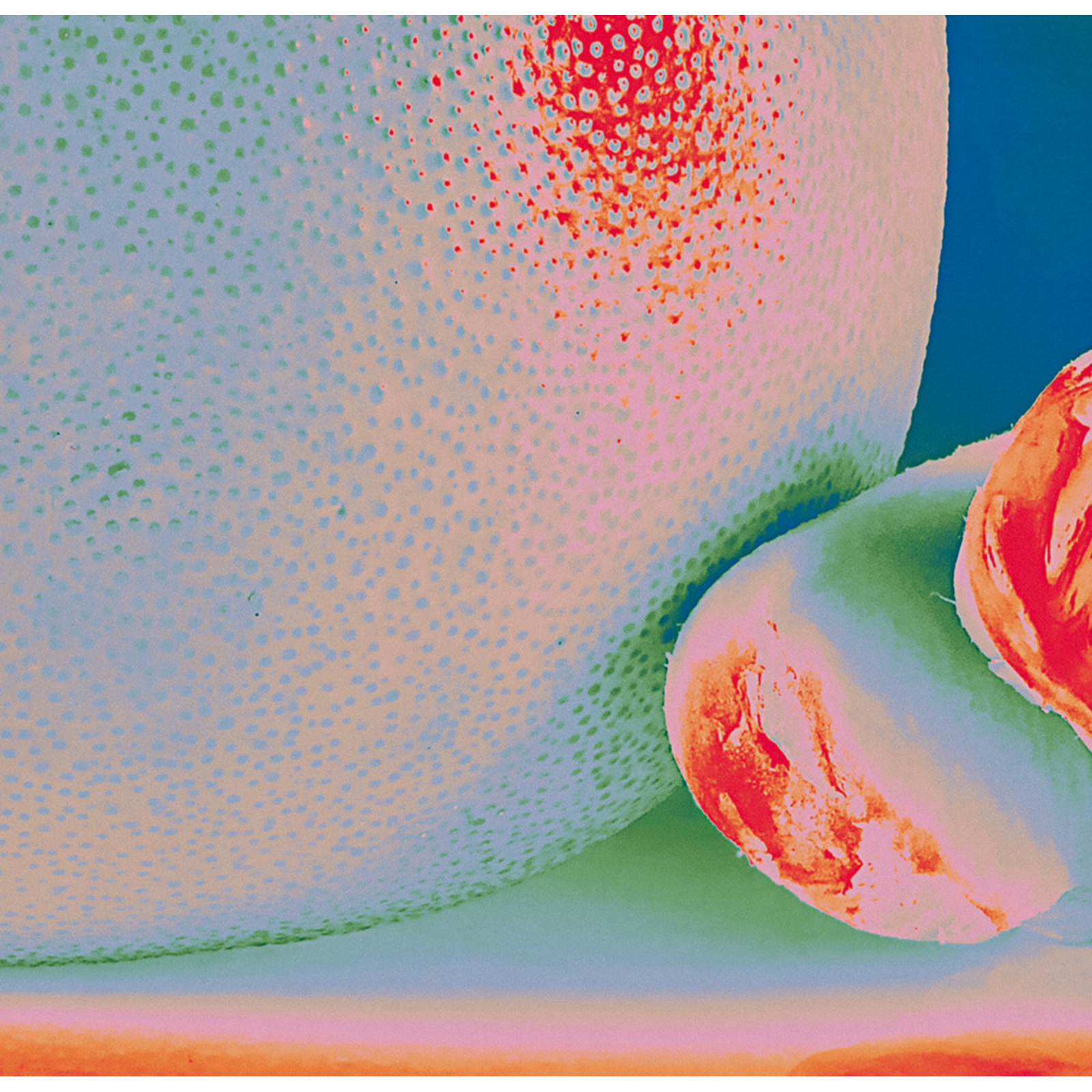 Picture of Citrus Citrus - Albedo Massima